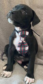 Bowie -  Terrier Dog for Adoption in Newport, Kentucky - Bowie | PetCurious