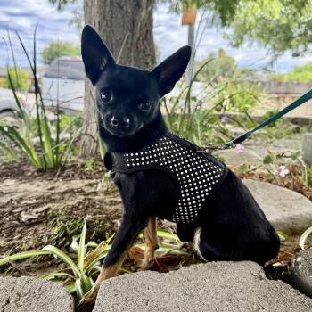 Cooper -  Chihuahua Dog for Adoption in Modesto, California - Cooper | PetCurious