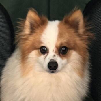 Pomeranian Dogs Available for Adoption - Bruce (Cardinal) | PetCurious