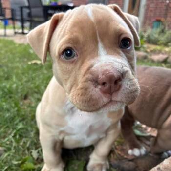 Orlando -  American Bully Dog for Adoption in Ottawa Hills, Ohio - Orlando | PetCurious