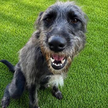 Sully -  Wirehaired Terrier Dog for Adoption in Anderson, South Carolina - Sully | PetCurious