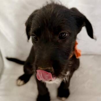 49415 Link -  Labrador Retriever Dog for Adoption in Springfield, Missouri - 49415 Link | PetCurious