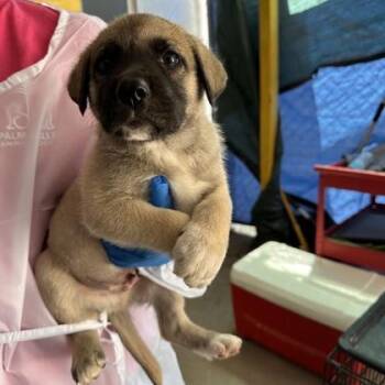 Camryn -  Australian Shepherd and Mixed Breed Dog for Adoption in Morton Grove, Illinois - Camryn | PetCurious