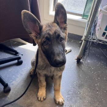 Mixed Breed Dogs Available for Adoption in Columbiana, Alabama - Maximum | PetCurious