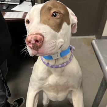 Blanco -  Pit Bull Terrier Dog for Adoption in Yuma, Arizona - Blanco | PetCurious