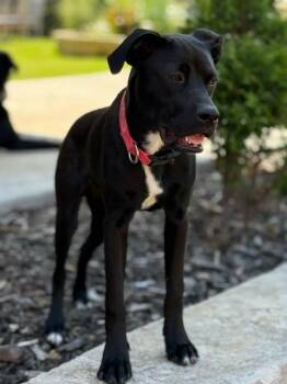 Rescue Black Labrador Retriever Dogs for Adoption in Okmulgee, Oklahoma - Dolly | PetCurious