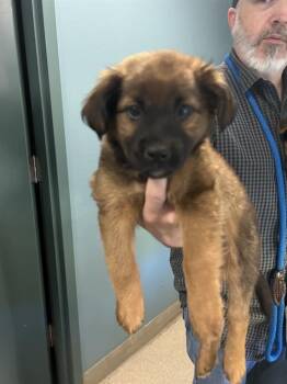 Mixed Breed Dogs Available for Adoption in Newton, North Carolina - HARPER | PetCurious