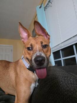 Sheila -  Australian Cattle Dog Blue Heeler Dog for Adoption in Baltimore, Maryland - Sheila | PetCurious