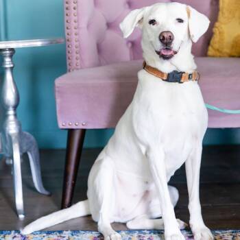 Rescue Pointer and Labrador Retriever Dogs for Adoption in Austin, Texas - Reggie | PetCurious