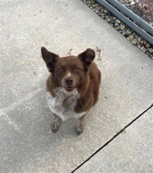 ARENA -  Australian Shepherd and Mixed Breed Dog for Adoption in Geneva, Illinois - ARENA | PetCurious
