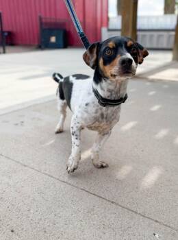 Jack Russell Terrier and Mixed Breed Dogs Available for Adoption in Severance, Colorado - Jumbo | PetCurious