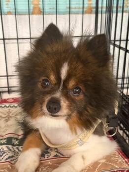 Pong Pong -  Pomeranian Dog for Adoption - Pong Pong | PetCurious