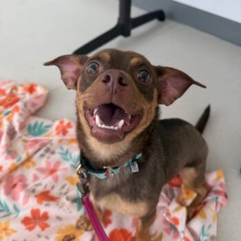 Chihuahua and Yorkshire Terrier Dogs Available for Adoption in Warwick, Rhode Island - Garlic Knot | PetCurious
