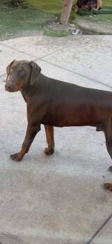 Capitán -  Doberman Pinscher Dog for Adoption in Nipomo, California - Capitán | PetCurious