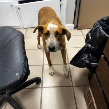 Hound and Mixed Breed Dogs Available for Adoption - Queen | PetCurious