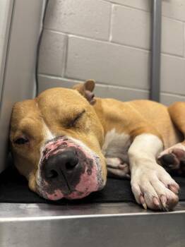 BETTY -  Rhodesian Ridgeback and Pit Bull Terrier Dog for Adoption in Indianapolis, Indiana - BETTY | PetCurious