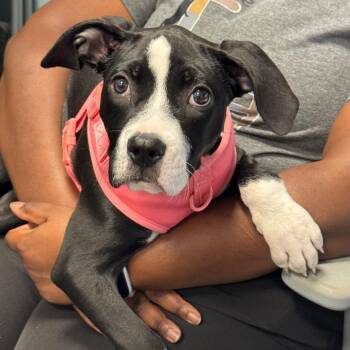 Elsie "Roxy" -  American Bulldog and Mixed Breed Dog for Adoption in Greensboro, North Carolina - Elsie "Roxy" | PetCurious