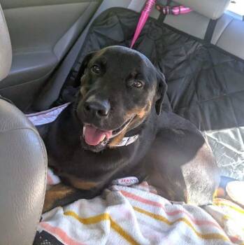 Rescue Rottweiler Dogs for Adoption in Beulaville, North Carolina - Bubba | PetCurious