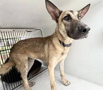 A659093 -  Belgian Shepherd Malinois Dog for Adoption in Houston, Texas - A659093 | PetCurious