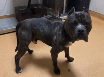 Pit Bull Terrier and Mixed Breed Dogs Available for Adoption - NEO | PetCurious