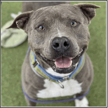 Rescue Pit Bull Terrier Dogs for Adoption in Spring, Texas - Gotti | PetCurious