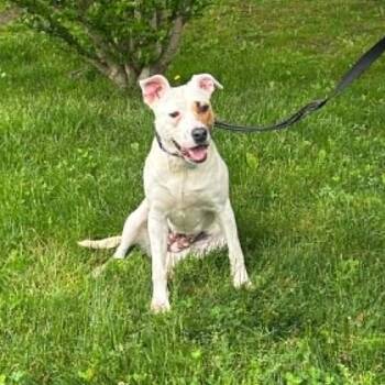 Lumi -  Mixed Breed Dog Available for Adoption in Hampton Bays, New York - Lumi | PetCurious