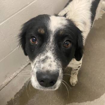 Rescue Border Collie and Mixed Breed Dogs for Adoption in Kansas City, Missouri - Apple | PetCurious