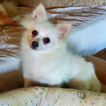Rescue Pomeranian Dogs for Adoption in Fowlerville, Michigan - Chenelle - COMING SOON | PetCurious