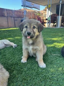 Golden Retriever and Great Pyrenees Dogs Available for Adoption - Crush | PetCurious