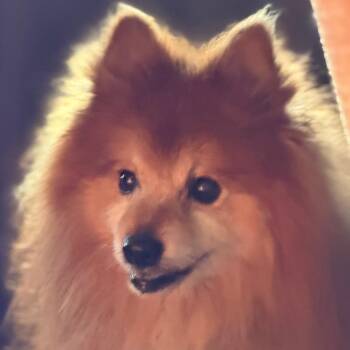 Fred -  Pomeranian and Mixed Breed Dog for Adoption in Greenfield, Indiana - Fred | PetCurious