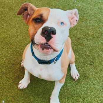 Pit Bull Terrier Dogs Available for Adoption in Hays, Kansas - Appletater | PetCurious