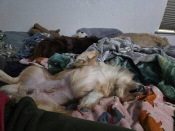 Winston -  Chihuahua Dog for Adoption in Santa Rosa, California - Winston | PetCurious