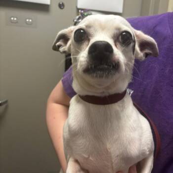 Hope -  Chihuahua Dog for Adoption in Tulsa, Oklahoma - Hope | PetCurious