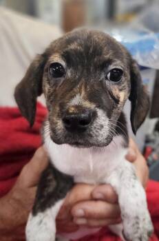 Beagle and Mixed Breed Dogs Available for Adoption in Leesburg, Alabama - Riley | PetCurious
