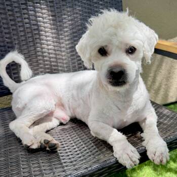 BLANC -  Cockapoo and Maltese Dog for Adoption in San Francisco, California - BLANC | PetCurious