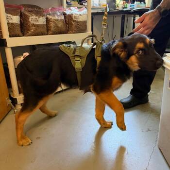 Vander -  German Shepherd Dog Dog for Adoption in Austin, Texas - Vander | PetCurious