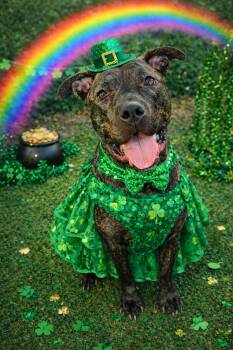 Mixed Breed Dogs Available for Adoption - Wendy | PetCurious