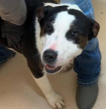 Bernese Mountain Dog and Rottweiler Dogs Available for Adoption - MEADOW | PetCurious