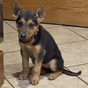 Mixed Breed Dogs Available for Adoption in Bismarck, North Dakota - Chloe | PetCurious