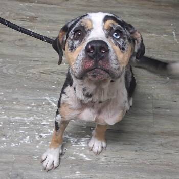Dolly Parton -  Mixed Breed Dog for Adoption in Summerville, South Carolina - Dolly Parton | PetCurious