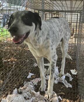 Rescue Mixed Breed Dogs for Adoption in Dallas, Texas - TOMMY | PetCurious