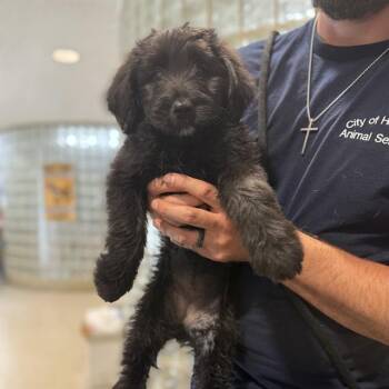 Labrador Retriever and Mixed Breed Dogs Available for Adoption - GEORGINA | PetCurious