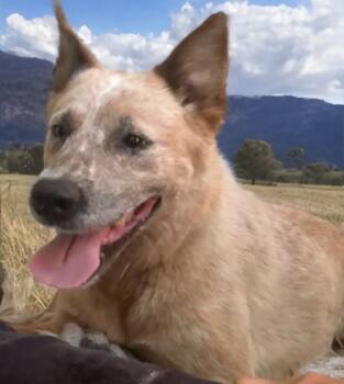 Sandy -  Australian Cattle Dog Blue Heeler Dog for Adoption in Sumter, South Carolina - Sandy | PetCurious