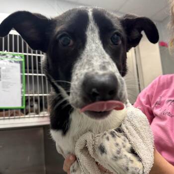 Spark -  Australian Cattle Dog Blue Heeler and Collie Dog for Adoption in Abilene, Texas - Spark | PetCurious
