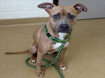 CELINE -  Pit Bull Terrier Dog for Adoption in Derwood, Maryland - CELINE | PetCurious