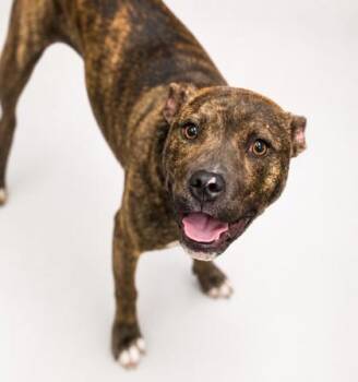 Brandy Girl -  Fox Terrier and Mixed Breed Dog for Adoption in Bowling Green, Kentucky - Brandy Girl | PetCurious