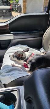 Chihuahua Dogs Available for Adoption in Dubuque, Iowa - Jesse | PetCurious