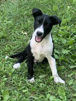 Rescue Collie and Hound Dogs for Adoption in Gloucester Township, New Jersey - Cosmo | PetCurious