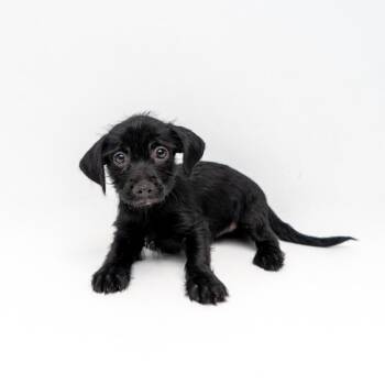 Yorkshire Terrier and Mixed Breed Dogs Available for Adoption - Tomato Soup | PetCurious