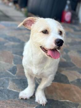 Toby - Sweet, Cuddly Boy with a Heart Full of Love -  Terrier Dog for Adoption in Sugar Land, Texas - Toby - Sweet, Cuddly Boy With A Heart Full Of Love | PetCurious